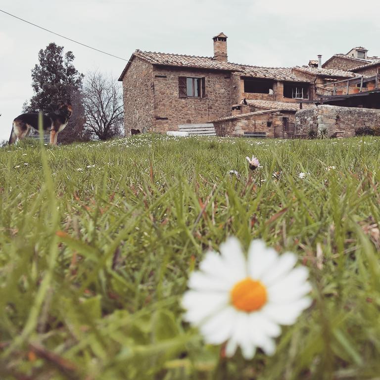 Agriturismo Il Cocco Montalcino Exterior foto