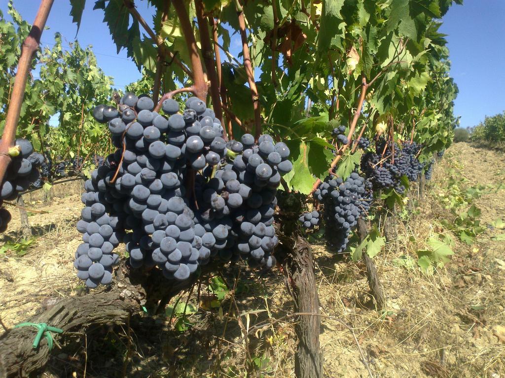 Agriturismo Il Cocco Montalcino Exterior foto